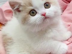 -欣宠猫屋·矮脚拿破仑·蓝金金渐层