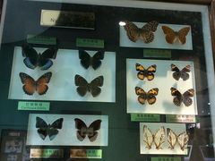 -上海昆虫博物馆