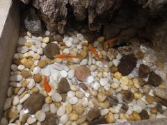 -潘小辣鲜肉老火锅