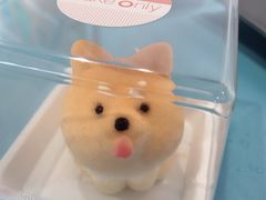 -柴犬高等学院·狗咖·柴犬售卖·宠物训练