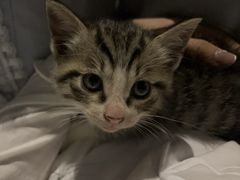 -纳吉亚猫专科动物医院·北北分院