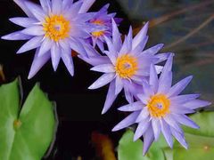 -上海佘山国家森林公园天马山园