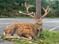 -大连森林动物园