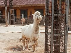 -石家庄市动物园