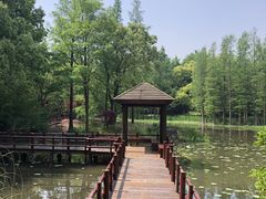 -上海滨江森林公园