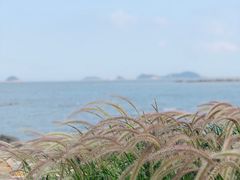 -野狸岛