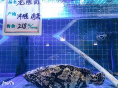 -姜君·千岛湖鱼头馆(浦东大道店)