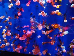 -成都浩海立方海洋公园