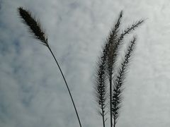 -武汉紫薇都市田园