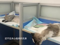 -灵美宠物诊所