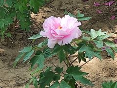 -燕郊植物园