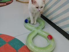 -糯米喵星人·撸猫猫舍咖啡馆(西市场嘉华店)