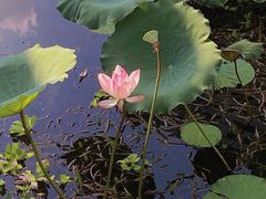 -荔湾湖公园