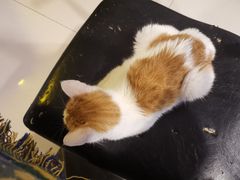 -平行世界·猫咖(首经贸店)