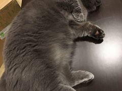 -逗柴咖啡屋·狗咖猫咖宠物桌游
