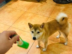 -more than meow吴止猫主题餐厅(承德 中船汇店)