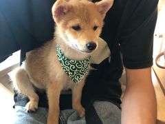 -柴犬小屋·柴餐厅·狗咖食堂(金鼎广场店)