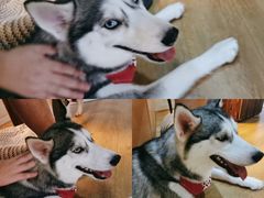 -Husky Go! 哈士奇体验馆·宠物咖啡厅狗咖