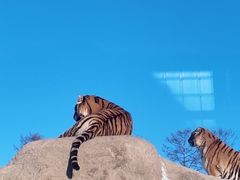 -横道河子东北虎林园