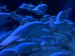 -成都浩海立方海洋公园