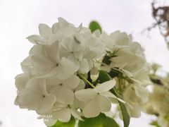 -院士公园