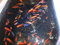 -黄家码头老火锅(解放碑旗舰店)