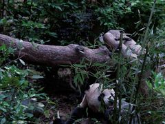 -成都大熊猫繁育研究基地