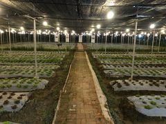 -Ohkajhu Organic Farm Sansai
