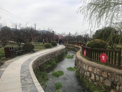 -林屋梅海青梅保护基地