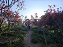 -广州市帽峰山景区