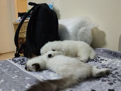 -翊宠yipet猫狗购宠庄园犬舍•猫舍