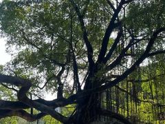 -小洲村
