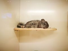 -龙猫仔乐园(惠福东路店)