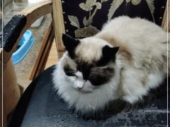 -猫小院猫主题餐厅(南锣旗舰店)
