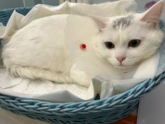 -纳吉亚猫专科动物医院·北北分院