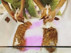 -芭比堂动物医院·24小时·眼科中心(深圳中心)