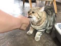 -喵屿·大理花园猫咖