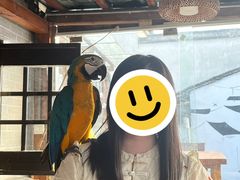 -吉丁鸟咖·异宠·寄养