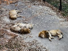 -大连森林动物园