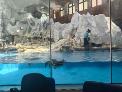 -帝企鹅自助餐厅•儿童岛•真企鹅(长隆企鹅酒店)