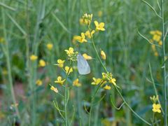-光明小镇欢乐田园