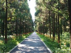 -东平国家森林公园