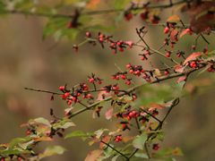 -上海佘山国家森林公园天马山园