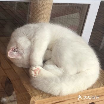 粉嫩嫩的猫爪也太可爱了吧