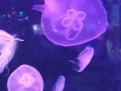 -泉城欧乐堡海洋极地世界