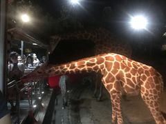 -清迈夜间动物园