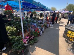 -中环花鸟鱼虫市场