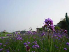 -秦皇岛阿尔卡迪亚滨海度假酒店