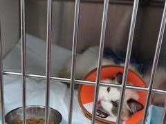 -瑞派福兴宠物医院犬猫全科·骨科·中西医结合(河东店)