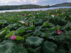 -西湖外事游船(花港观鱼码头)